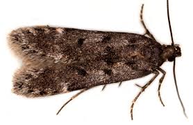 Attēlu rezultāti vaicājumam “Gelechia rhombella”