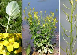 Attēlu rezultāti vaicājumam “Barbarea vulgaris subsp. arcuata”