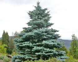 Attēlu rezultāti vaicājumam “Picea pungens”