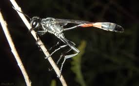 Attēlu rezultāti vaicājumam “Ammophila sp.”