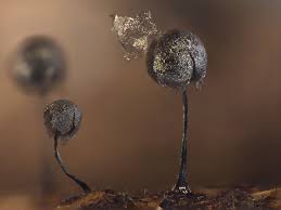 Attēlu rezultāti vaicājumam “Collaria arcyrionema”