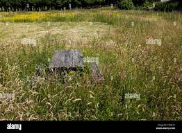 Image result for Port William Bowling Club
