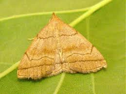 Attēlu rezultāti vaicājumam “Herminia tarsicrinalis”