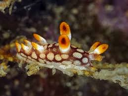 ผลการค้นหารูปภาพสำหรับ Bornella Anguilla