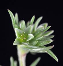 Attēlu rezultāti vaicājumam “Scleranthus annuus flower”