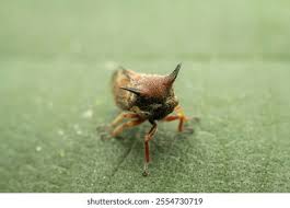 Attēlu rezultāti vaicājumam “Membracidae”