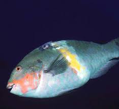 Image result for Chlorurus perspicillatus