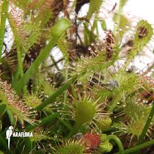 Attēlu rezultāti vaicājumam “Drosera intermedia”