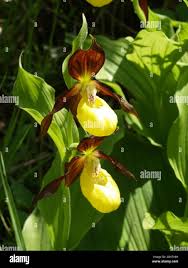 Attēlu rezultāti vaicājumam “Cypripedium calceolus flower”