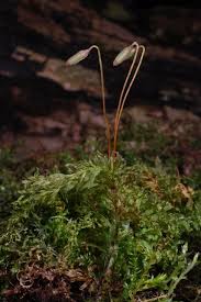 Attēlu rezultāti vaicājumam “Plagiomnium undulatum”