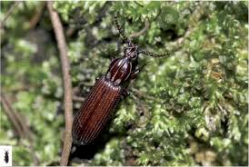 Attēlu rezultāti vaicājumam “Ceruchus chrysomelinus imago”