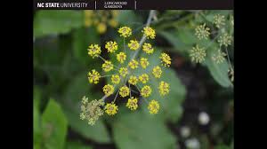 Attēlu rezultāti vaicājumam “Anethum graveolens flower”