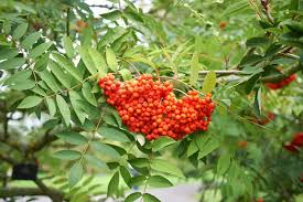 Attēlu rezultāti vaicājumam “Sorbus”