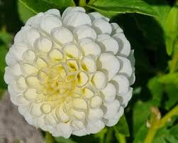 Image result for Dahlia `Snowflake`