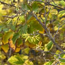 Attēlu rezultāti vaicājumam “Hamamelis virginiana leaf”