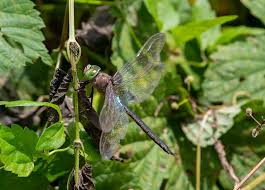 Attēlu rezultāti vaicājumam “Anax parthenope”