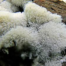 Attēlu rezultāti vaicājumam “Arcyria incarnata young”