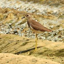 Image result for Vanellus leucurus