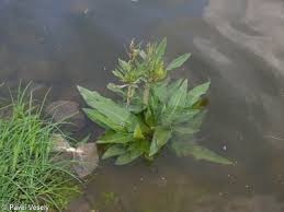 Attēlu rezultāti vaicājumam “Rumex hydrolapathum fruit”
