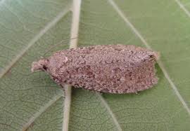 Attēlu rezultāti vaicājumam “Epiblema grandaevana”