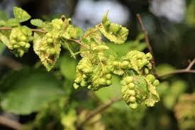 Attēlu rezultāti vaicājumam “Tetraneura ulmi”