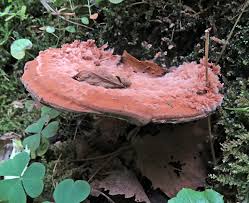 Attēlu rezultāti vaicājumam “Sporophagomyces chrysostomus”