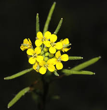 Attēlu rezultāti vaicājumam “Erysimum cheiranthoides flower”