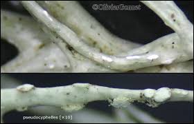 Attēlu rezultāti vaicājumam “Ramalina calicaris”