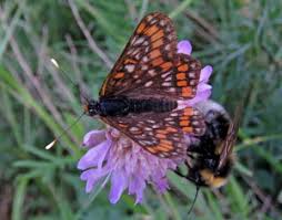 Attēlu rezultāti vaicājumam “Euphydryas maturna pupa”