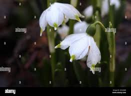 Attēlu rezultāti vaicājumam “Leucojum vernum var. vernum”