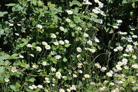 Attēlu rezultāti vaicājumam “Leucanthemum vulgare leaf”