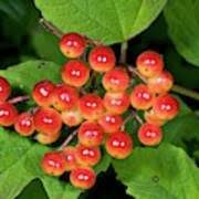 Attēlu rezultāti vaicājumam “Viburnum opulus fruit”