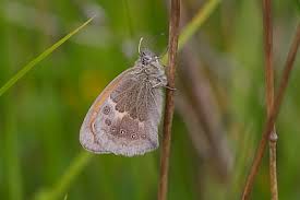 Attēlu rezultāti vaicājumam “Coenonympha pamphilus upperside”