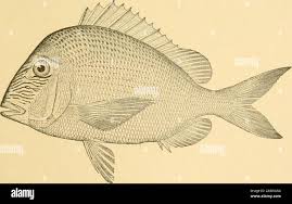 Image result for Calamus bajonado