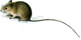 Attēlu rezultāti vaicājumam “Sicista betulina”