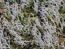 Attēlu rezultāti vaicājumam “Cladonia rangiferina”