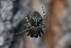 Attēlu rezultāti vaicājumam “Gibbaranea gibbosa”