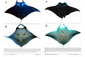 Image result for Mobula birostris