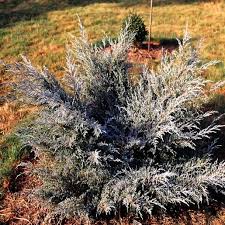 Attēlu rezultāti vaicājumam “Juniperus chinensis”