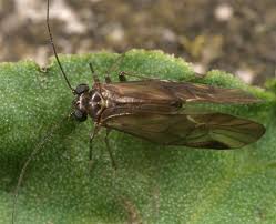 Attēlu rezultāti vaicājumam “Metylophorus nebulosus”