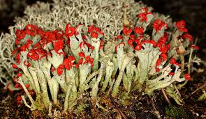 Attēlu rezultāti vaicājumam “Cladonia coccifera”