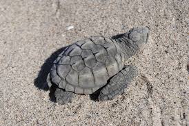 Image result for Lepidochelys kempii