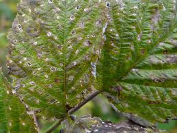 Attēlu rezultāti vaicājumam “Mycosphaerella millegrana”