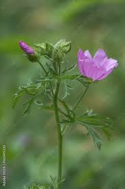 Attēlu rezultāti vaicājumam “Malva moschata leaf”