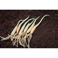 Attēlu rezultāti vaicājumam “Allium ursinum fruit”