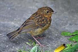 Image result for Erithacus rubecula