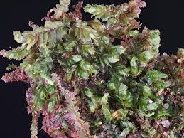 Attēlu rezultāti vaicājumam “Lophocolea minor”