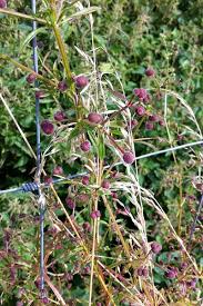 Attēlu rezultāti vaicājumam “Galium aparine fruit”