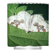 Attēlu rezultāti vaicājumam “Xanthorhoe montanata”