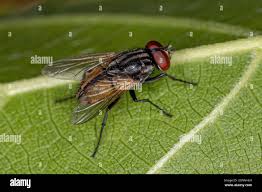 Attēlu rezultāti vaicājumam “Musca domestica”